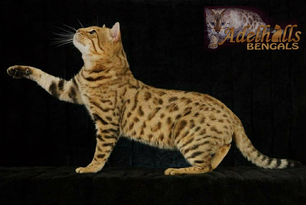 Ginger - Spice Ginger of Adelhills IMP SWTZ