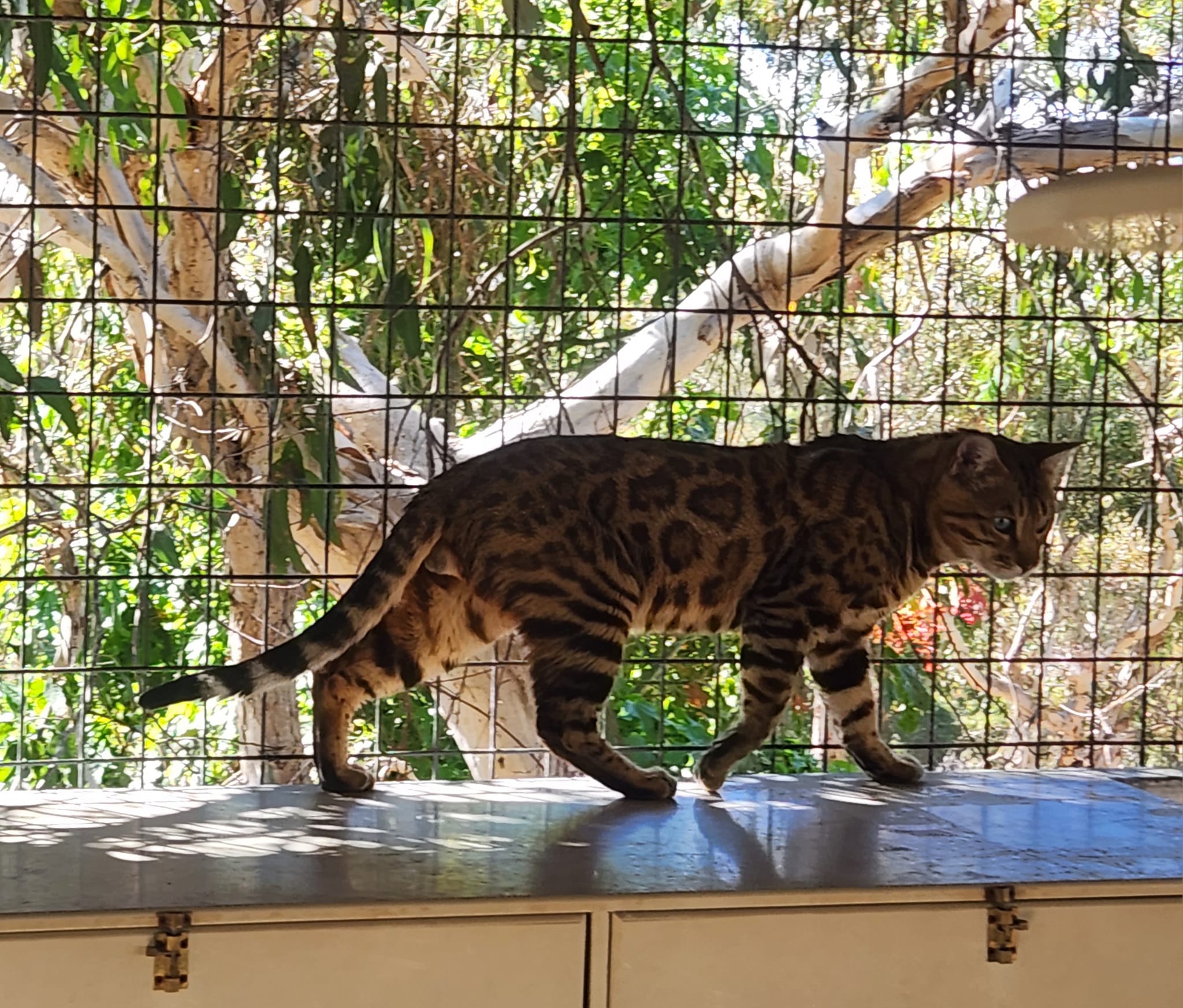 Tank - SDGCH Adelhills Gone Wild
