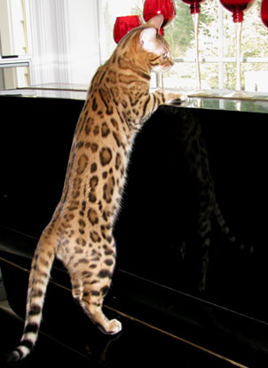 bengal cat compared normal cat